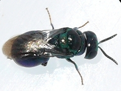 Omalus