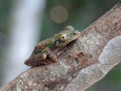 Osteocephalus cabrerai