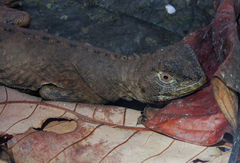 Uranoscodon superciliosus