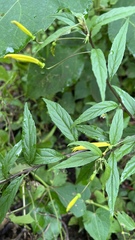 Siphocampylus aureus