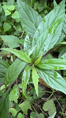 Siphocampylus aureus