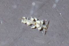 Eubranchus