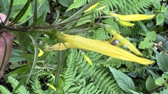 Siphocampylus aureus