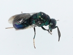 Omalus
