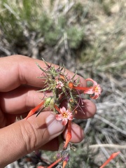 Ipomopsis aggregata attenuata