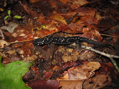 Plethodon kentucki