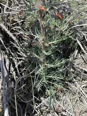 Ipomopsis aggregata attenuata