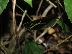 Creoxylus