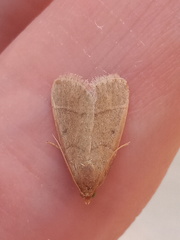 Hypsopygia nostralis