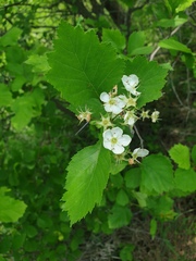 Crataegus acutifolia