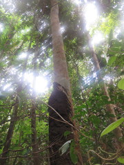 Pseudolmedia laevigata