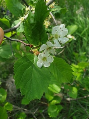 Crataegus acutifolia