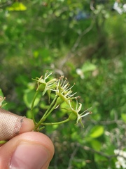 Crataegus acutifolia