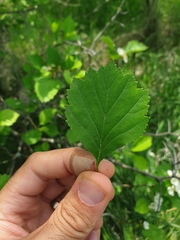 Crataegus acutifolia