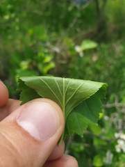 Crataegus acutifolia