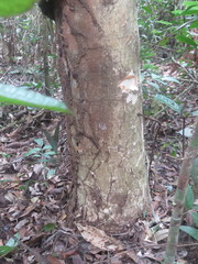 Pseudolmedia laevigata