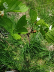 Crataegus acutifolia