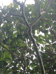 Pseudolmedia laevigata