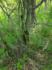 Crataegus acutifolia