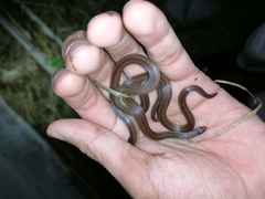 Atractus trilineatus