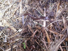 Atractus trilineatus