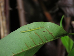 Creoxylus