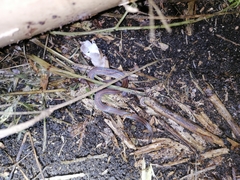 Atractus trilineatus