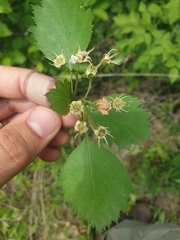 Crataegus chrysocarpa praecox