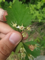 Crataegus chrysocarpa praecox