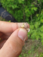 Crataegus chrysocarpa praecox