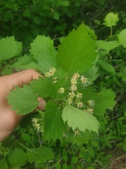 Crataegus chrysocarpa praecox