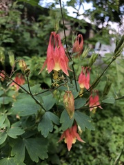 Aquilegia canadensis