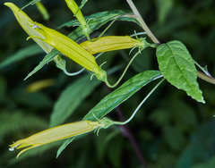 Siphocampylus aureus