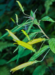 Siphocampylus aureus