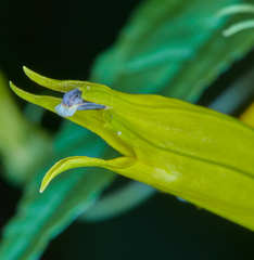 Siphocampylus aureus