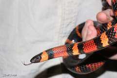 Lampropeltis abnorma