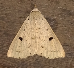 Scolecocampinae