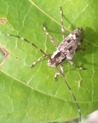 Colobothea distincta