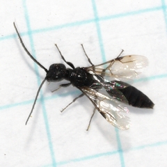 Pristepyris armiferus