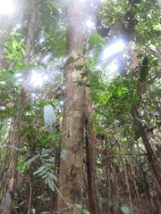 Tachigali paniculata