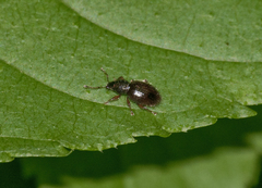 Barypeithes pellucidus