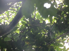 Tachigali paniculata