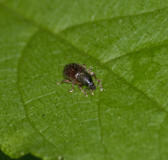 Barypeithes pellucidus