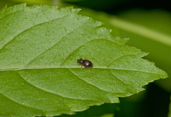 Barypeithes pellucidus