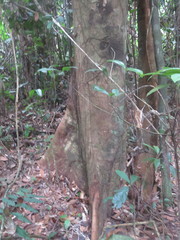 Tachigali paniculata