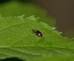 Barypeithes pellucidus