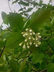 Crataegus macracantha