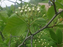 Crataegus macracantha