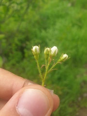 Crataegus macracantha