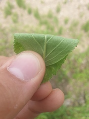 Crataegus macracantha